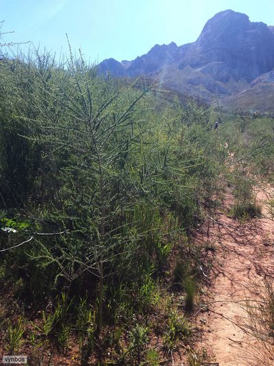 Aspalathus corrudifolia, photographed by Chris Vynbos