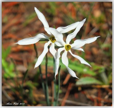 Narcissus obsoletus, photographed by Aissa Djamel Filali