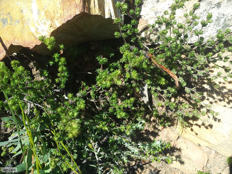 Cliffortia hexandra, photographed by Chris Vynbos