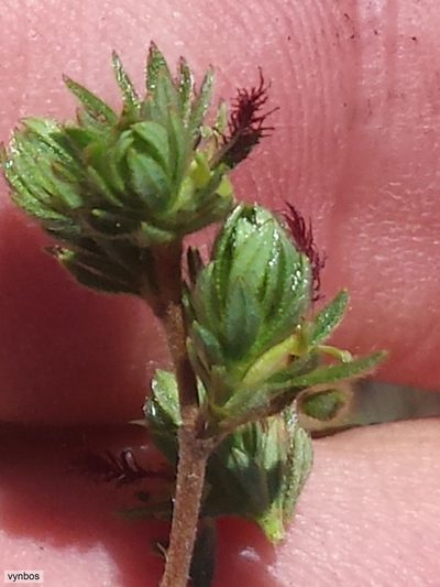 Cliffortia hexandra, photographed by Chris Vynbos