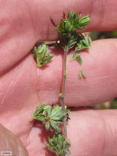 Cliffortia hexandra, photographed by Chris Vynbos