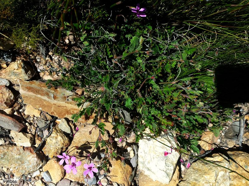 Pelargonium capillare, photographed by Chris Vynbos