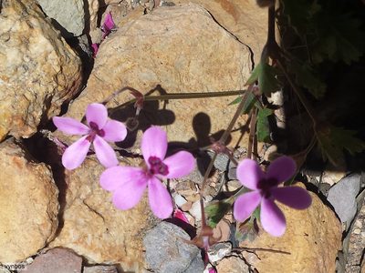 Pelargonium capillare, photographed by Chris Vynbos
