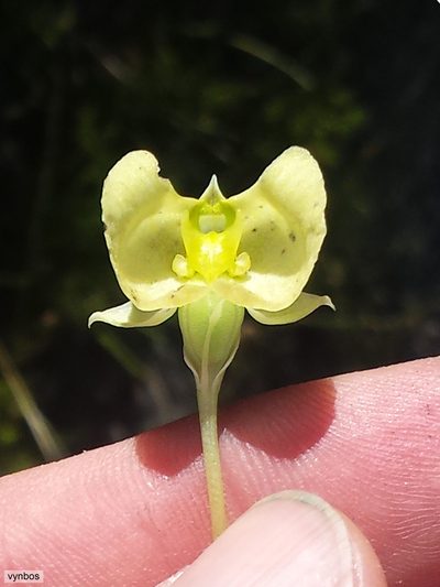 Pterygodium platypetalum, photographed by Chris Vynbos