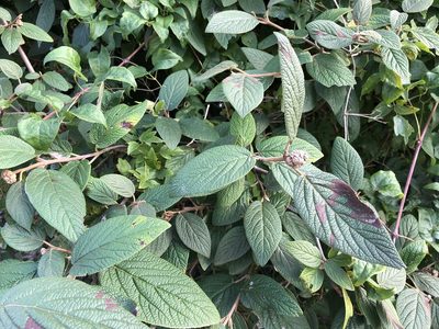 Viburnum rhytidophyllum, photographed by Jason Grant