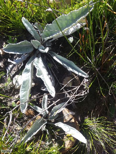 Hermas intermedia, photographed by Chris Vynbos