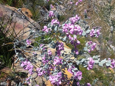 Podalyria hirsuta, photographed by Chris Vynbos