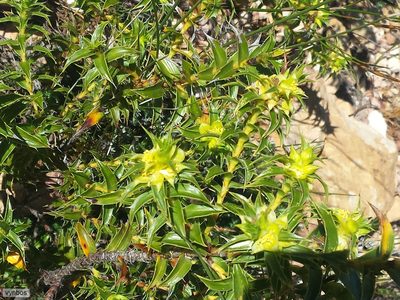 Cliffortia ceresana, photographed by Chris Vynbos