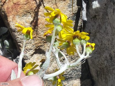 Oresbia heterocarpa, photographed by Chris Vynbos