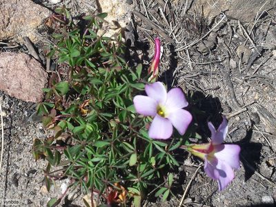 Oxalis heterophylla, photographed by Chris Vynbos