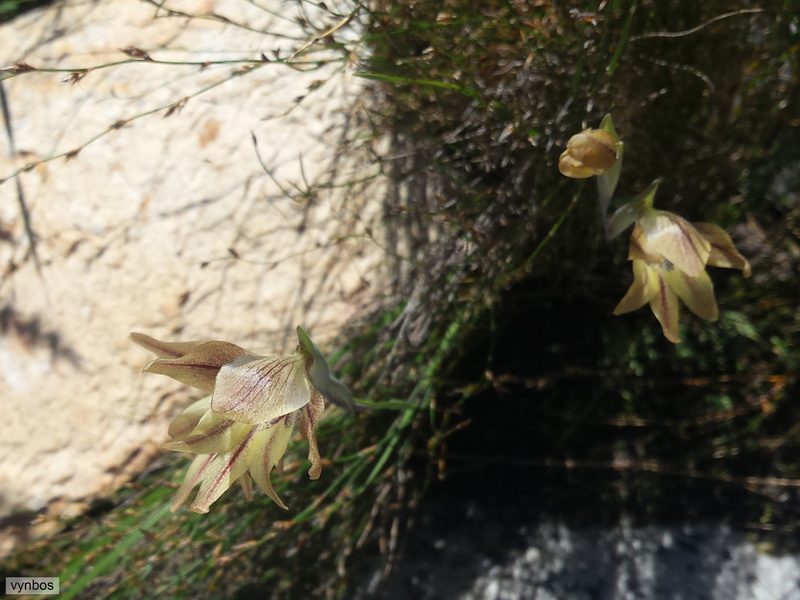 Gladiolus hyalinus, photographed by Chris Vynbos