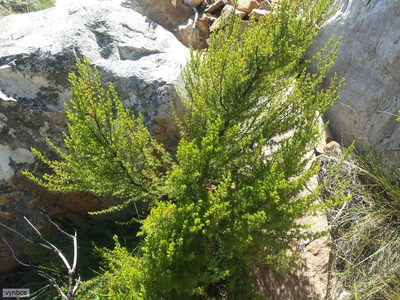 Cliffortia tuberculata, photographed by Chris Vynbos