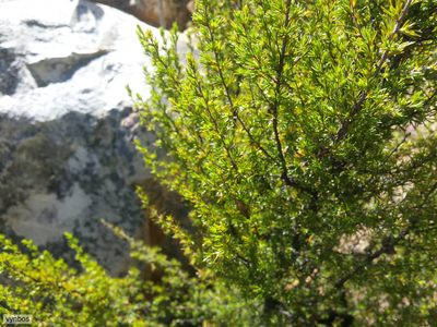 Cliffortia tuberculata, photographed by Chris Vynbos
