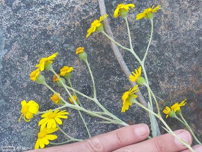 Oresbia heterocarpa, photographed by Chris Vynbos