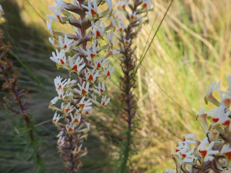 Hebenstretia robusta, photographed by linkie