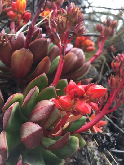 Echeveria quitensis, photographed by Diego F. Cisneros-Heredia