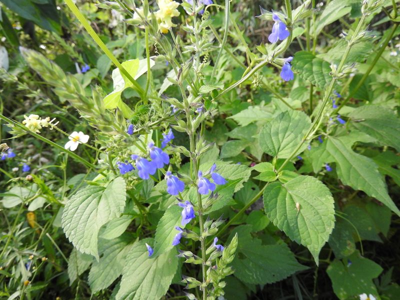 Salvia leptostachys, photographed by Oscar Alejandro Morales Juárez
