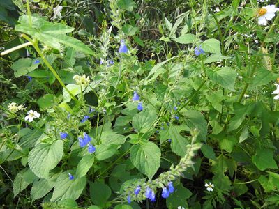 Salvia leptostachys, photographed by Oscar Alejandro Morales Juárez