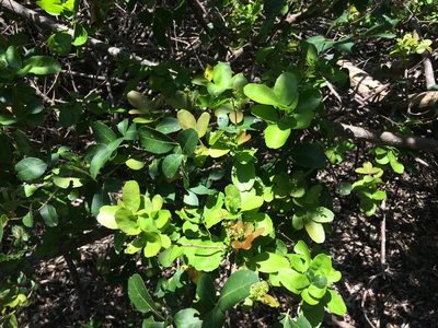 Searsia natalensis, photographed by Andrew Gillespie