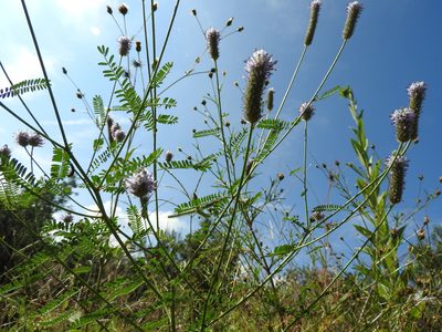 Dalea leporina, photographed by Oscar Alejandro Morales Juárez