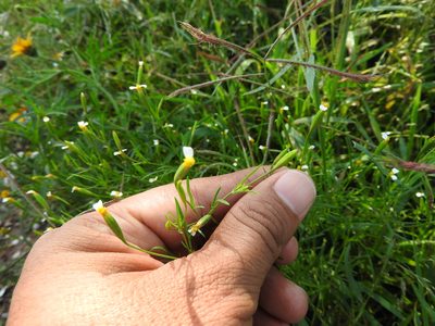 Tagetes micrantha, photographed by Oscar Alejandro Morales Juárez