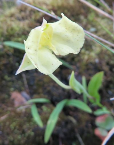 Pterygodium platypetalum, photographed by linkie