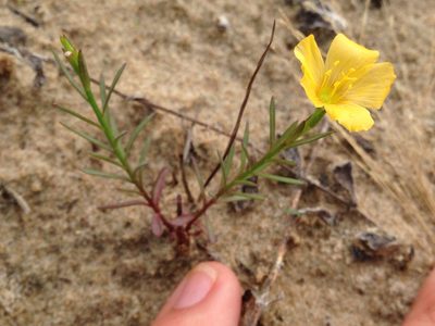 Linum alatum, photographed by Ken-ichi Ueda