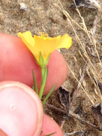 Linum alatum, photographed by Ken-ichi Ueda