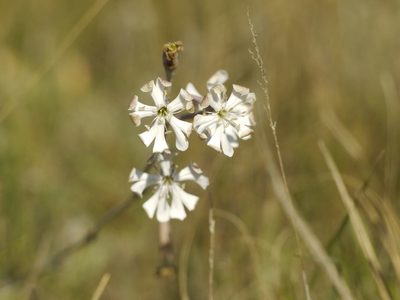 Silene bupleuroides, photographed by Roman
