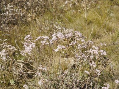 Gypsophila collina, photographed by Roman