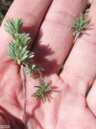 Cliffortia weimarckii, photographed by Chris Vynbos