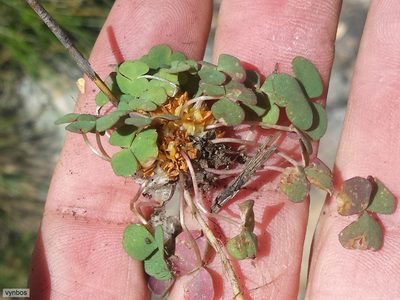 Oxalis pocockiae, photographed by Chris Vynbos