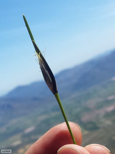 Ficinia ixioides, photographed by Chris Vynbos