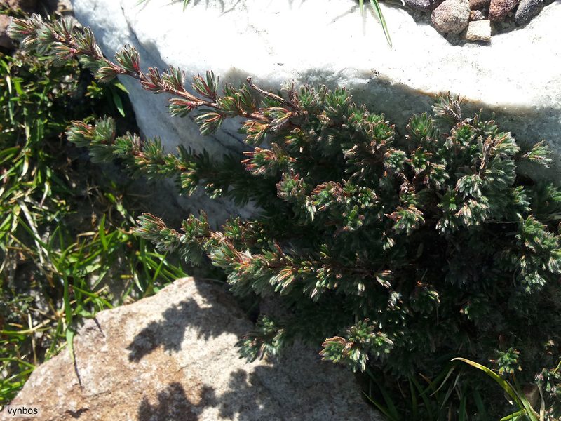 Cliffortia weimarckii, photographed by Chris Vynbos