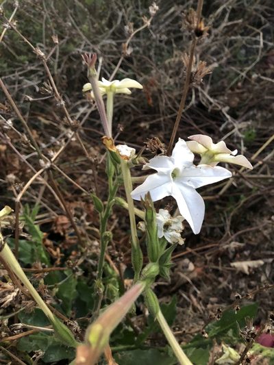 Nicotiana alata, photographed by Conrad Altmann