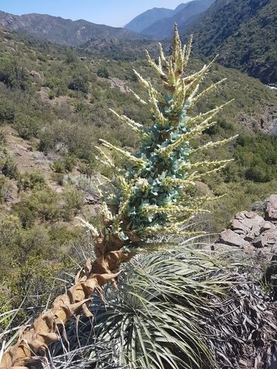 Puya alpestris, photographed by Javier Conejeros Gastó
