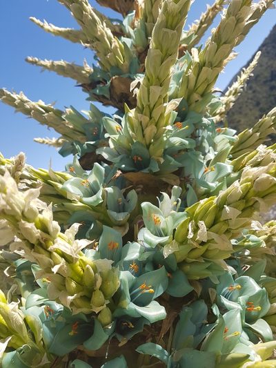 Puya alpestris, photographed by Javier Conejeros Gastó