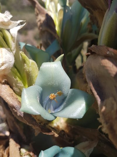 Puya alpestris, photographed by Javier Conejeros Gastó