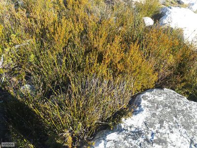 Cyclopia glabra, photographed by Chris Vynbos