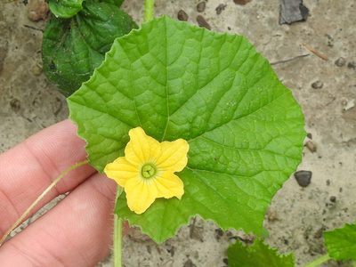 Cucumis sativus, photographed by Sam Kieschnick