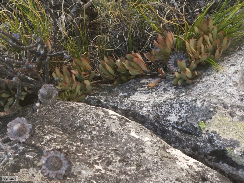 Protea rupicola, photographed by Chris Vynbos