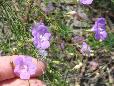 Agalinis strictifolia, photographed by Sam Kieschnick