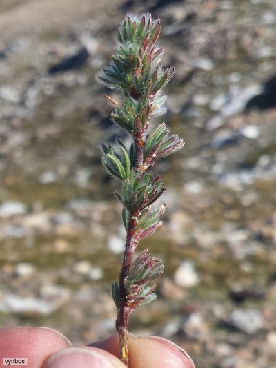 Cliffortia weimarckii, photographed by Chris Vynbos
