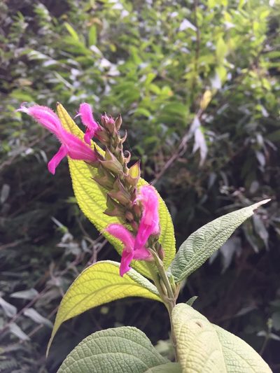 Salvia tortuosa, photographed by Diego F. Cisneros-Heredia