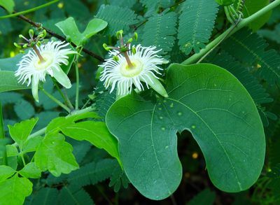 Passiflora mexicana, photographed by Francisco Farriols Sarabia
