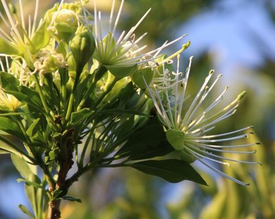 Maerua angolensis, photographed by Tony Rebelo