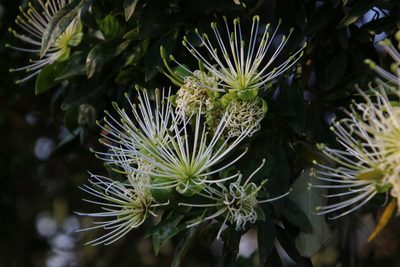 Maerua angolensis, photographed by Tony Rebelo