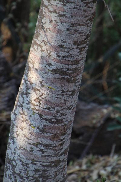 Maerua angolensis, photographed by Tony Rebelo