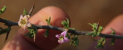 Lycium cinereum, photographed by Tony Rebelo
