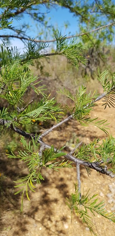 Bursera galeottiana, photographed by Eugenio Padilla